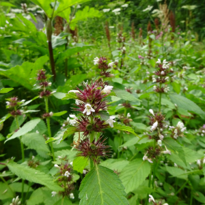 Photographie n°2499913 du taxon Galeopsis tetrahit L.