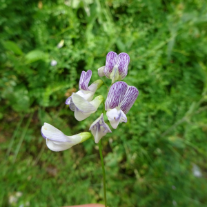 Photographie n°2499919 du taxon Ervilia sylvatica (L.) Schur