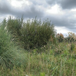 Photographie n°2499968 du taxon Cortaderia selloana (Schult. & Schult.f.) Asch. & Graebn. [1900]