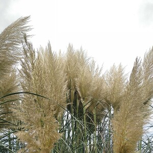 Photographie n°2499969 du taxon Cortaderia selloana (Schult. & Schult.f.) Asch. & Graebn. [1900]