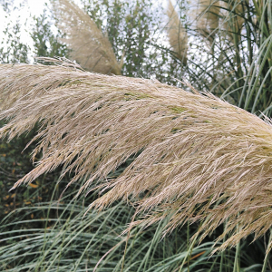 Photographie n°2499972 du taxon Cortaderia selloana (Schult. & Schult.f.) Asch. & Graebn. [1900]