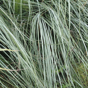 Photographie n°2499974 du taxon Cortaderia selloana (Schult. & Schult.f.) Asch. & Graebn. [1900]