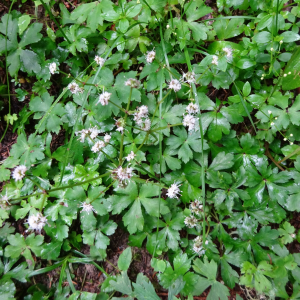 Photographie n°2499985 du taxon Sanicula europaea L.