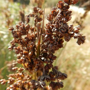  - Juncus acutus subsp. acutus