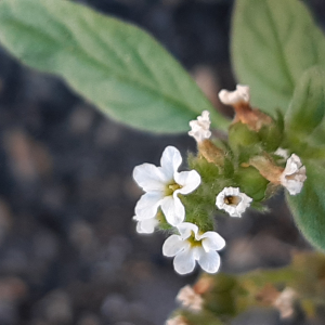 Photographie n°2500029 du taxon Heliotropium europaeum L. [1753]