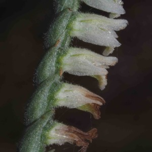 Photographie n°2500044 du taxon Spiranthes spiralis (L.) Chevall. [1827]