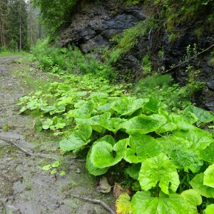 Photographie n°2500046 du taxon Rumex alpinus L. [1759]