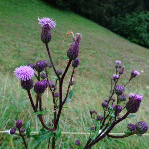 Photographie n°2500047 du taxon Cirsium palustre (L.) Scop. [1772]