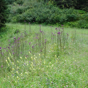 Photographie n°2500051 du taxon Cirsium palustre (L.) Scop. [1772]