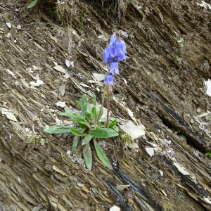 Photographie n°2500059 du taxon Campanula barbata L.