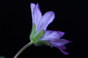 Jean-Jacques Houdré, le 31 mars 2021 (Saint-Étienne)