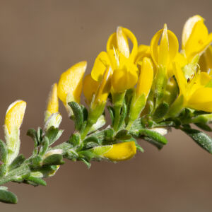 Photographie n°2500089 du taxon Genista pilosa L.