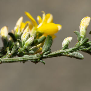 Photographie n°2500093 du taxon Genista pilosa L.