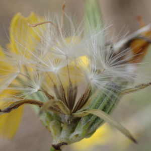 Photographie n°2500154 du taxon Chondrilla juncea L.