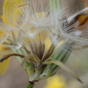 Photographie n°2500155 du taxon Chondrilla juncea L.