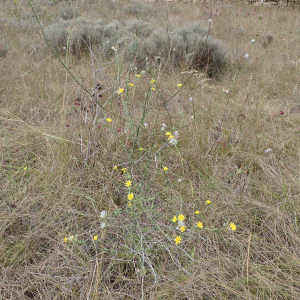 Photographie n°2500158 du taxon Chondrilla juncea L.