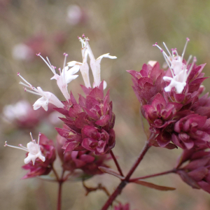 Photographie n°2500160 du taxon Origanum vulgare subsp. vulgare 