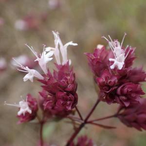 Photographie n°2500161 du taxon Origanum vulgare subsp. vulgare 