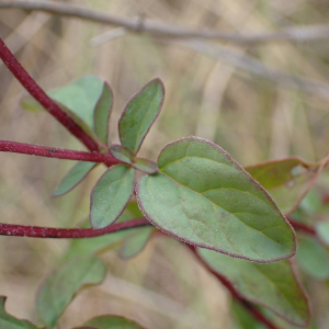 Photographie n°2500162 du taxon Origanum vulgare subsp. vulgare 