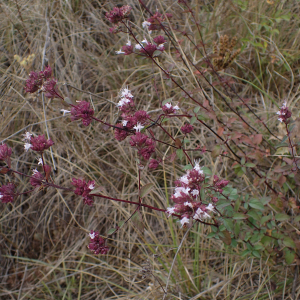 Photographie n°2500163 du taxon Origanum vulgare subsp. vulgare 