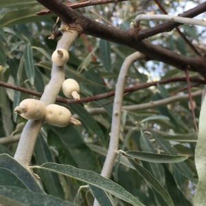 Photographie n°2500233 du taxon Elaeagnus angustifolia L. [1753]