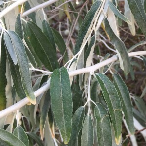 Photographie n°2500234 du taxon Elaeagnus angustifolia L. [1753]