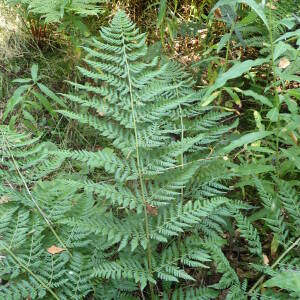 Photographie n°2500236 du taxon Dryopteris dilatata (Hoffm.) A.Gray