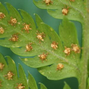 Photographie n°2500239 du taxon Dryopteris dilatata (Hoffm.) A.Gray