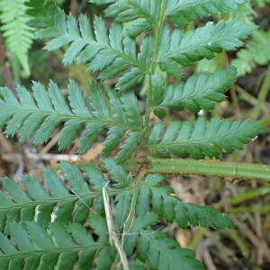 Photographie n°2500242 du taxon Dryopteris dilatata (Hoffm.) A.Gray