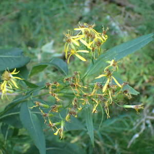 Photographie n°2500247 du taxon Senecio ovatus (P.Gaertn., B.Mey. & Scherb.) Willd.