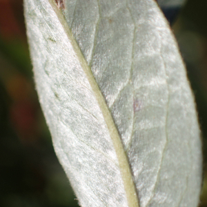 Photographie n°2500255 du taxon Salix repens L.