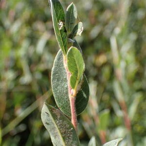 Photographie n°2500256 du taxon Salix repens L.