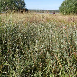 Photographie n°2500259 du taxon Salix repens L.