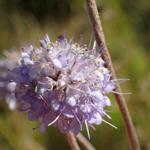 Photographie n°2500268 du taxon Succisa pratensis Moench