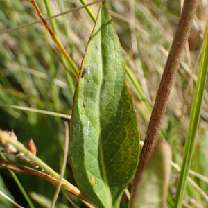 Photographie n°2500272 du taxon Succisa pratensis Moench