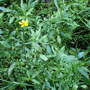 Photographie n°2500281 du taxon Ranunculus flammula L.