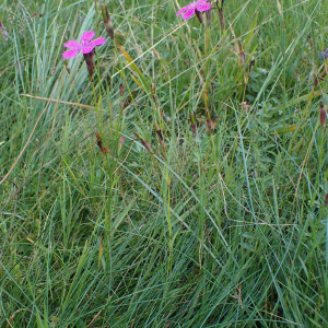 Photographie n°2500308 du taxon Dianthus seguieri subsp. pseudocollinus (P.Fourn.) Jauzein [2010]