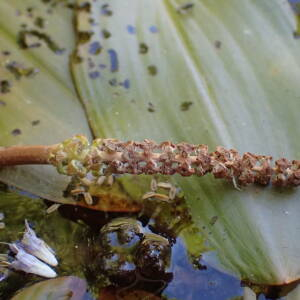 Photographie n°2500310 du taxon Potamogeton natans L.