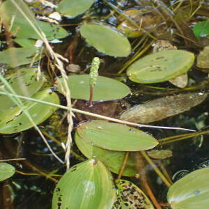 Photographie n°2500313 du taxon Potamogeton natans L.