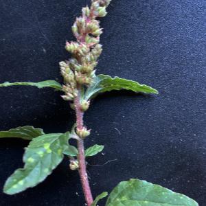 Photographie n°2500331 du taxon Amaranthus retroflexus L. [1753]