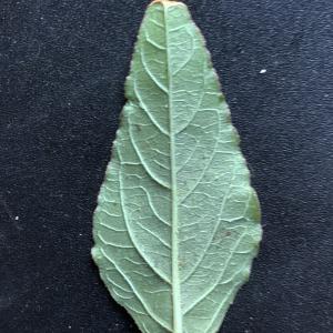 Photographie n°2500336 du taxon Amaranthus retroflexus L. [1753]