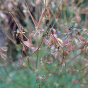 Photographie n°2500367 du taxon Thalictrum aquilegiifolium L.