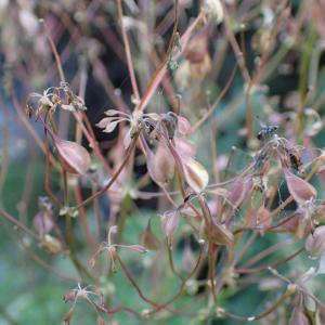 Photographie n°2500371 du taxon Thalictrum aquilegiifolium L.