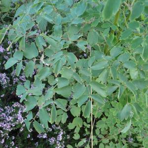 Photographie n°2500372 du taxon Thalictrum aquilegiifolium L.