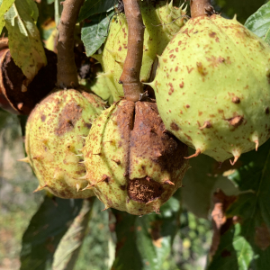 Photographie n°2500388 du taxon Aesculus hippocastanum L. [1753]