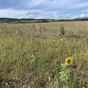 Photographie n°2500401 du taxon Helianthus annuus L. [1753]