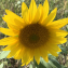  Liliane Roubaudi - Helianthus annuus L. [1753]