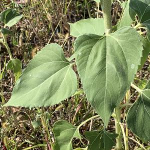 Photographie n°2500404 du taxon Helianthus annuus L. [1753]