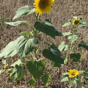 Photographie n°2500405 du taxon Helianthus annuus L. [1753]