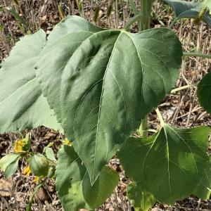 Photographie n°2500406 du taxon Helianthus annuus L. [1753]